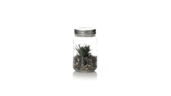 Planta Decorativa Kyala — 360° preview · click para HD
